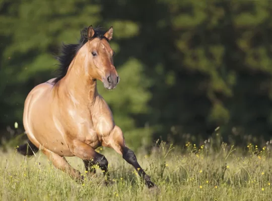 Are Quarter Horses Good Jumpers, Warmbloods, Or Gaited? Exploring the Unique Capabilities of Horse Breeds