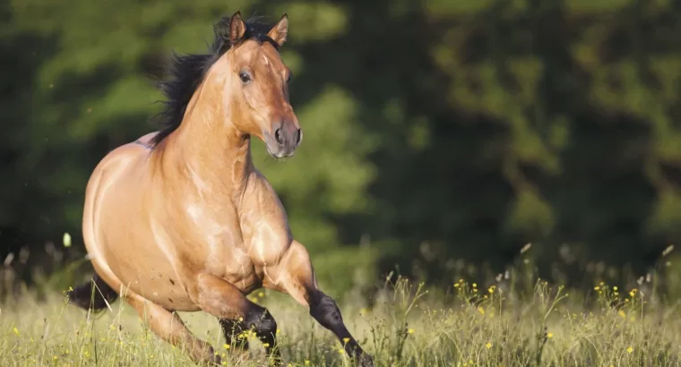 Are Quarter Horses Good Jumpers, Warmbloods, Or Gaited? Exploring the Unique Capabilities of Horse Breeds