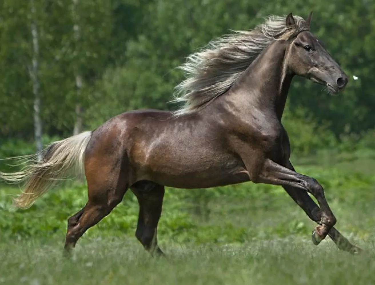 Advantages of Gaited Horses