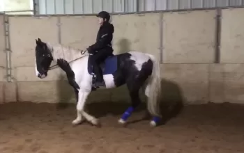 Flashy TWH for sale
