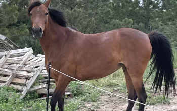 Registered Racking horse mare