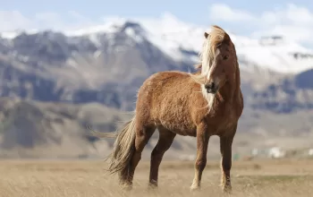 The Icelandic Horse: What Makes It So Unique?