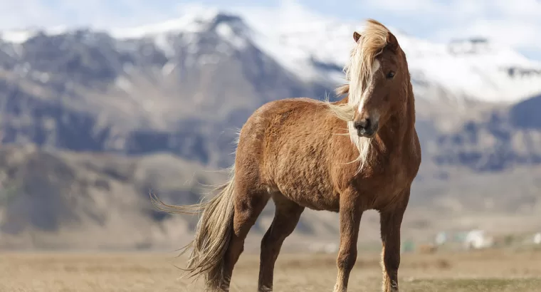 The Icelandic Horse: What Makes It So Unique?