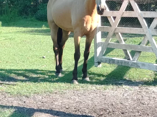 12yr old grade field trial/trail rides gelding