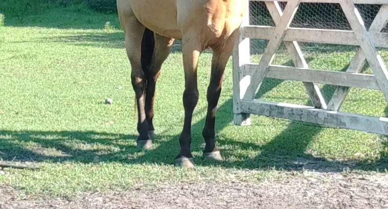 12yr old grade field trial/trail rides gelding