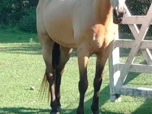 12yr old grade field trial/trail rides gelding