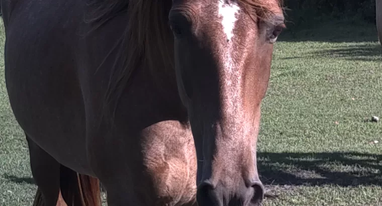 6yr registered red roan Tennessee Walker