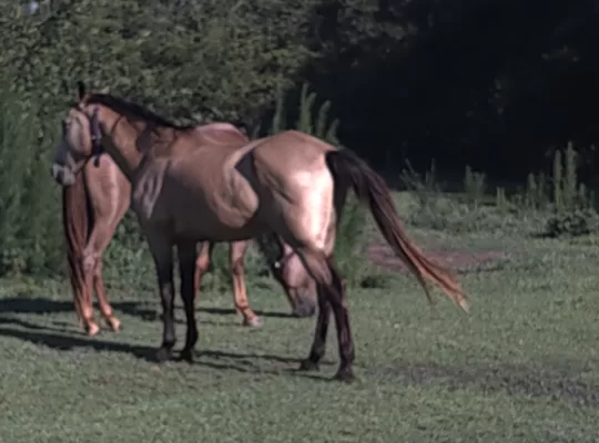 12yr old grade field trial/trail rides gelding