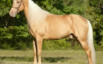 Should You Buy a Tennessee Walking Horse? Let’s Find Out!