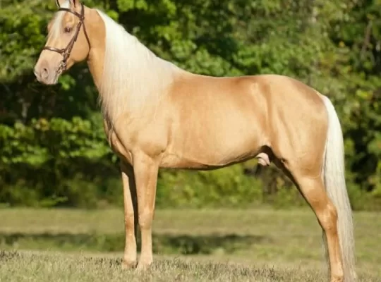 Should You Buy a Tennessee Walking Horse? Let’s Find Out!