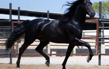 Is Your Horse Showing Signs of Problems in its Hind Legs?