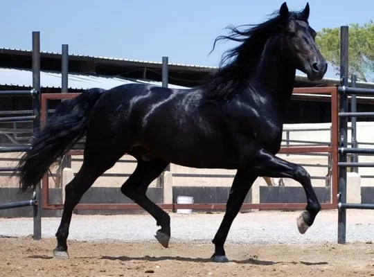 Is Your Horse Showing Signs of Problems in its Hind Legs?