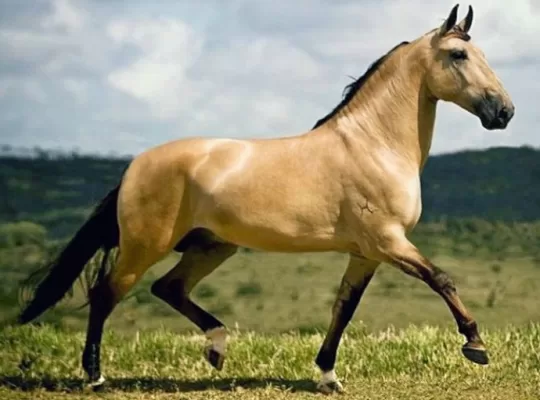 What Is a Gaited Horse? Everything A Beginner Needs To Know!