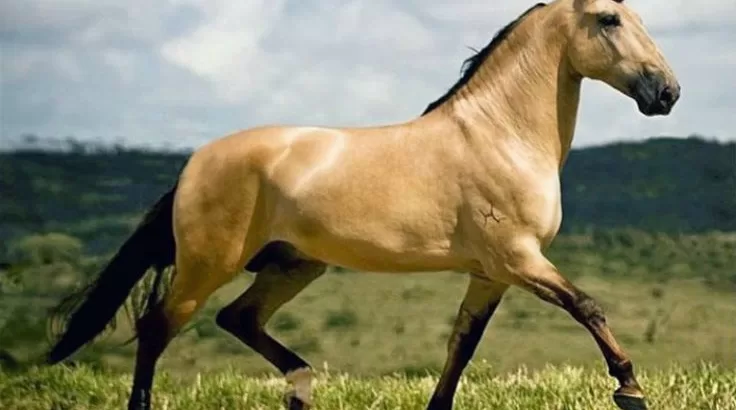 What Is a Gaited Horse? Everything A Beginner Needs To Know!