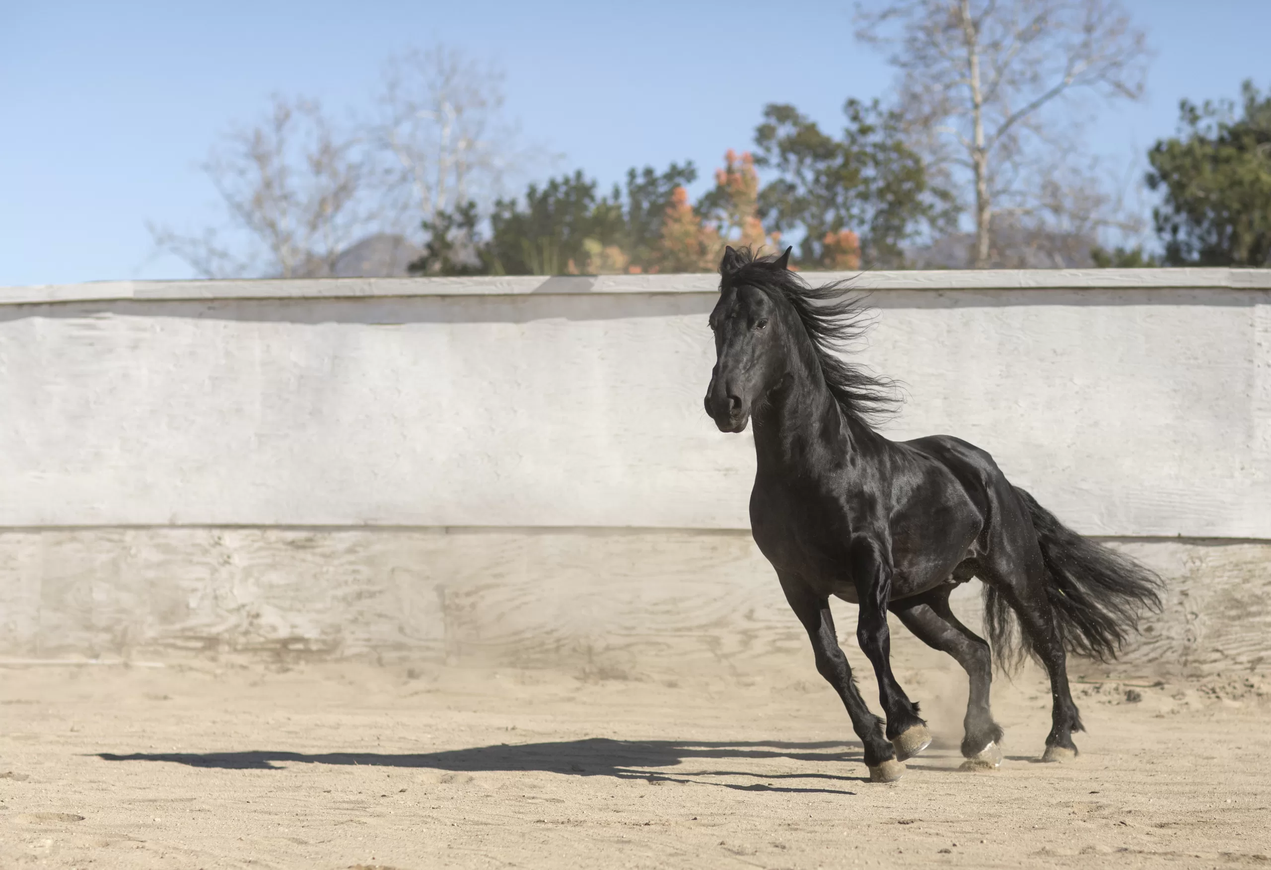 Best Gaited Horses Breeds You Must Have