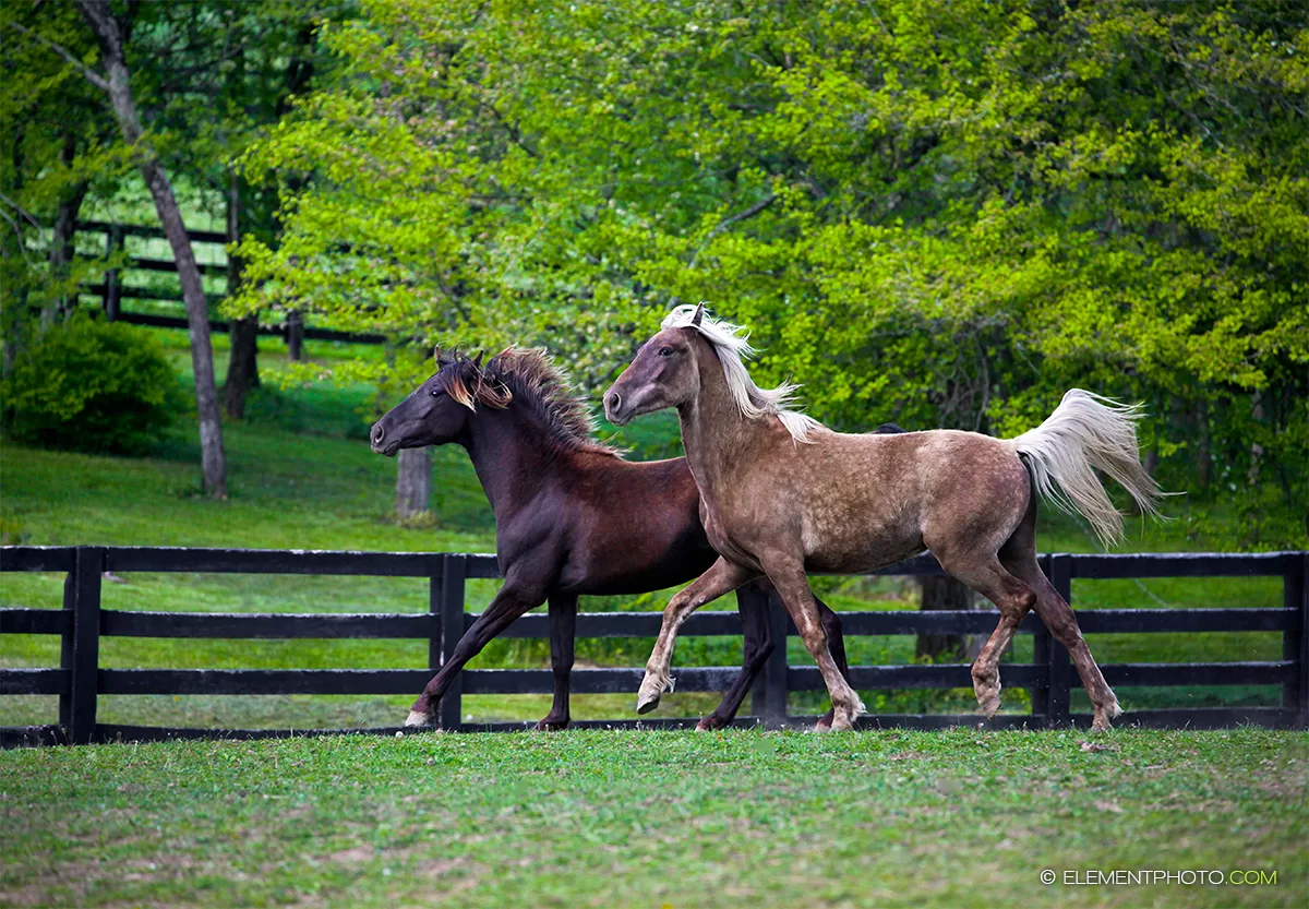 Top Facts About Rocky Mountain Horses