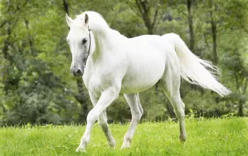 Best Horse Breeds for Riding: Smooth & Beginner Friendly