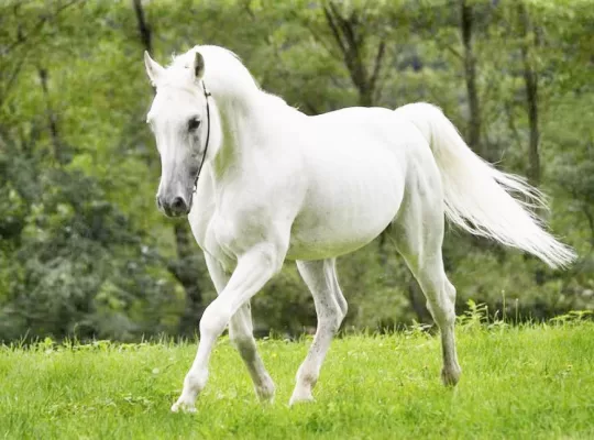 Best Horse Breeds for Riding: Smooth & Beginner Friendly