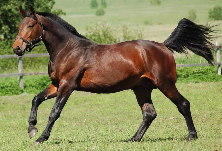 Types of Missouri Fox Trotter