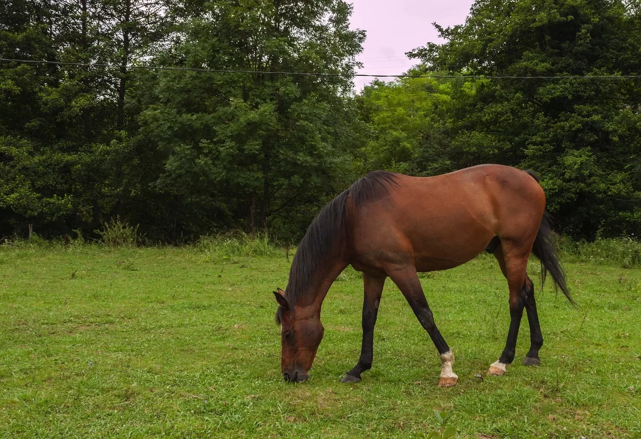 Difference between the facts about the Missouri Fox Trotter