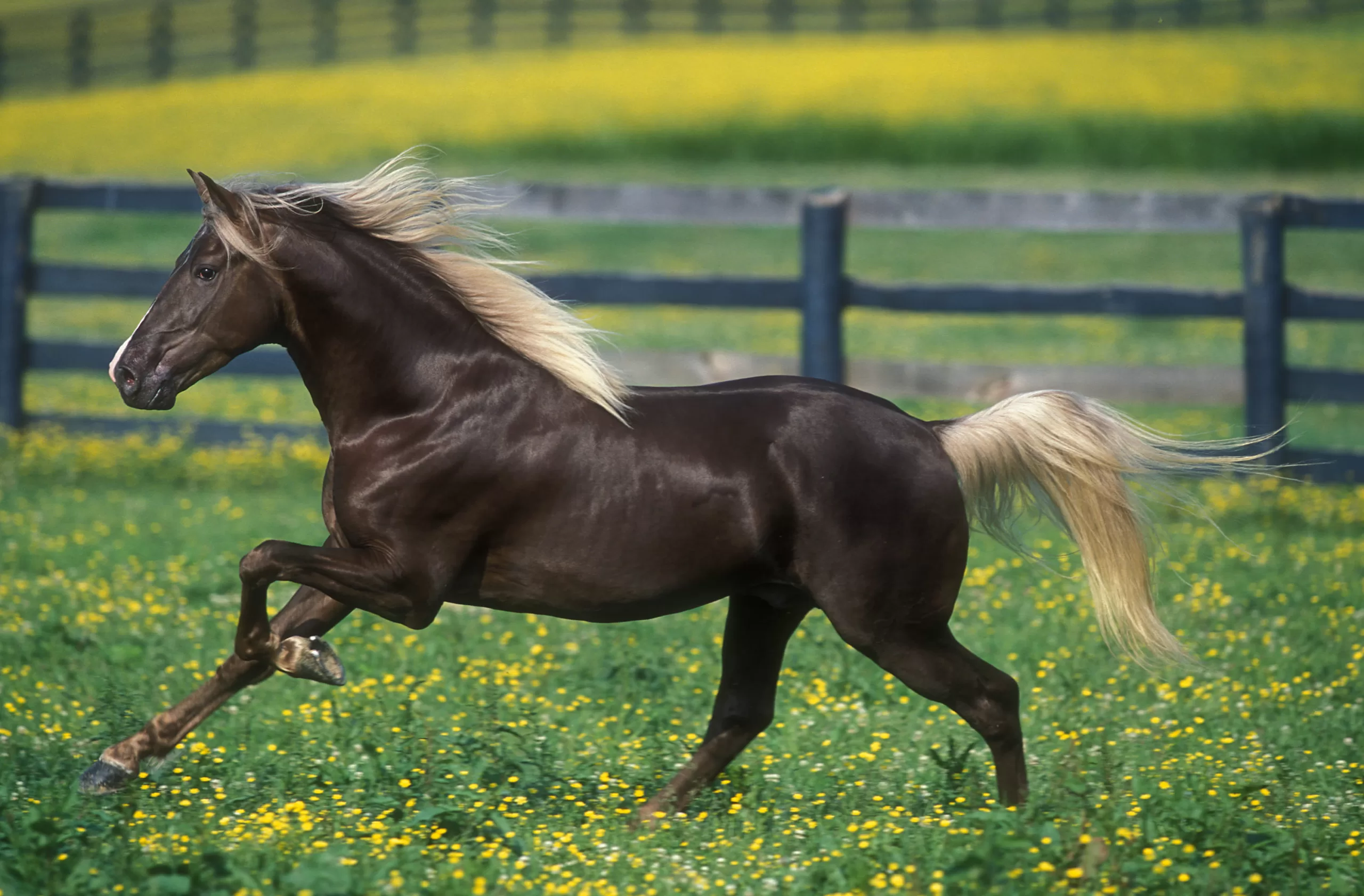 Rocky Mountain Horse Association