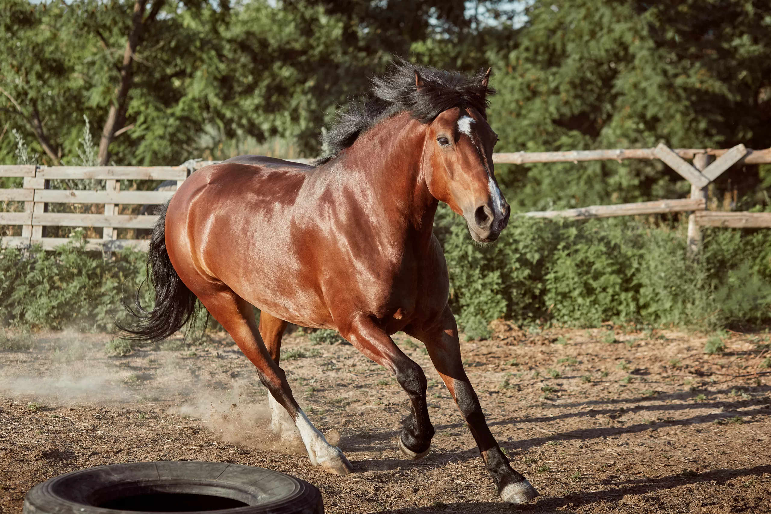 Spotted Saddle Horse