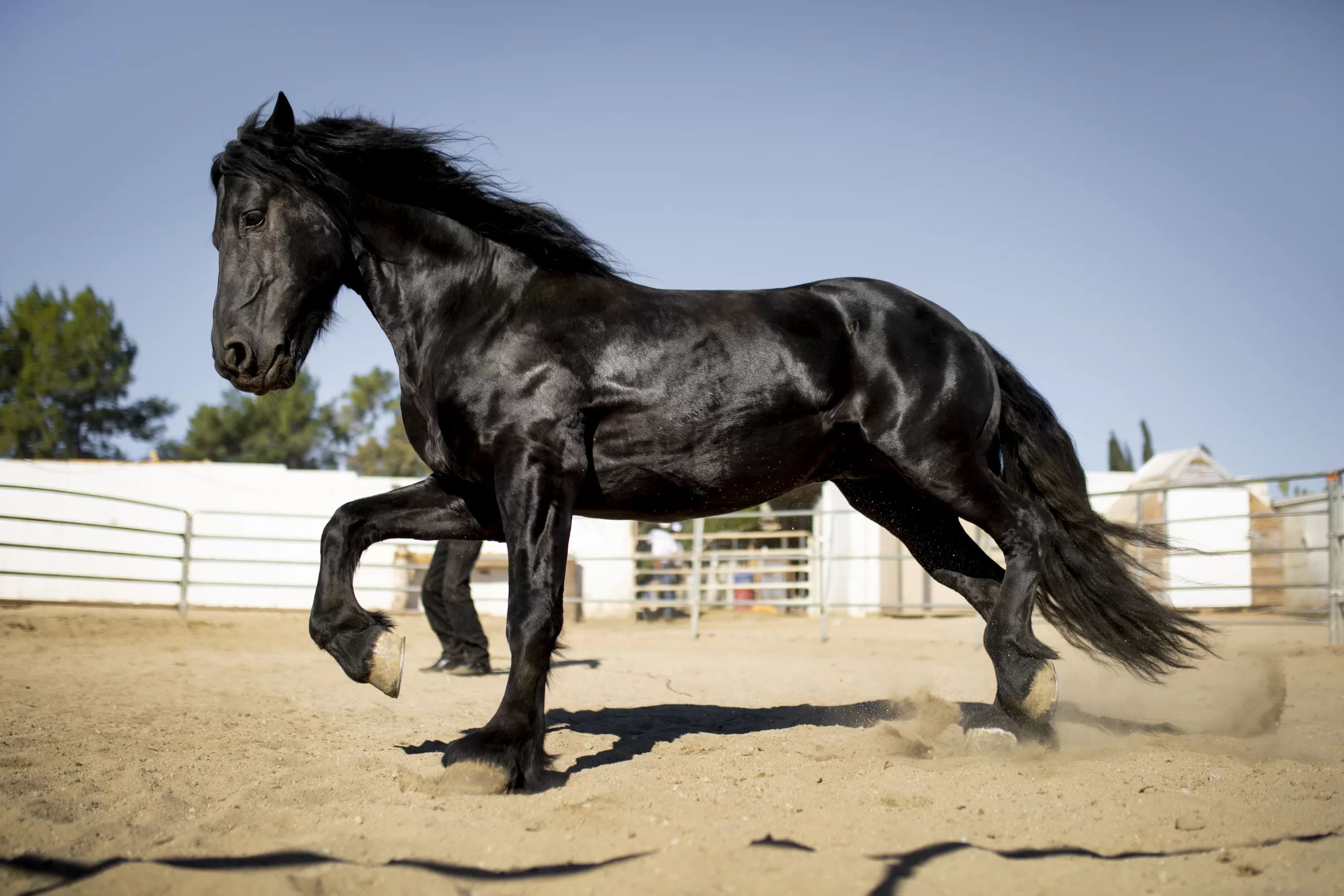 Tennessee Walking Horse