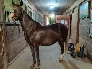17 year old registered Rocky Mountain mare