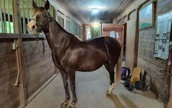 17 year old registered Rocky Mountain mare