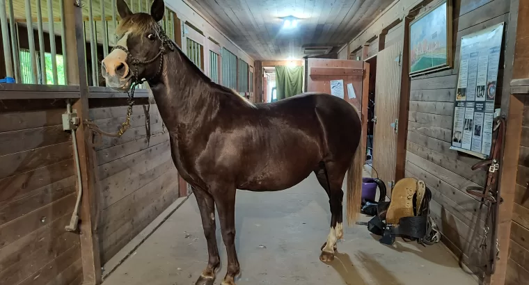 17 year old registered Rocky Mountain mare