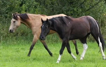 10 Fascinating Facts About the Missouri Fox Trotter