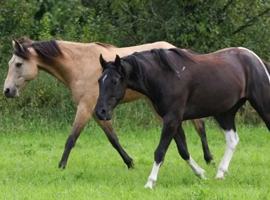 10 Fascinating Facts About the Missouri Fox Trotter