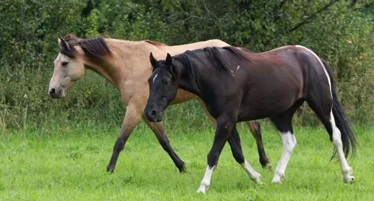 10 Fascinating Facts About the Missouri Fox Trotter