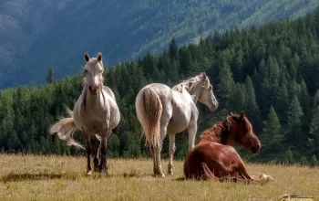 Facts and Information: History, Color and Features of Rocky Mountain Horse