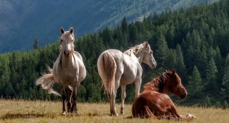 Facts and Information: History, Color and Features of Rocky Mountain Horse