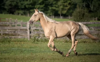 Tennessee Walking Horse Vs American Saddlebred: A Side by Side Comparison