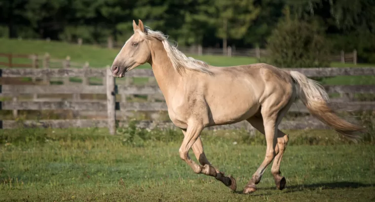 Tennessee Walking Horse Vs American Saddlebred: A Side by Side Comparison