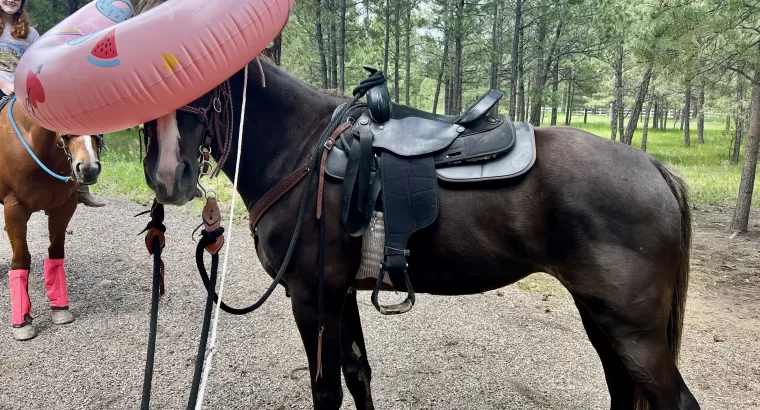 Sweet, Stunning, Tennessee Walker Mare ready to be your next trail companion!