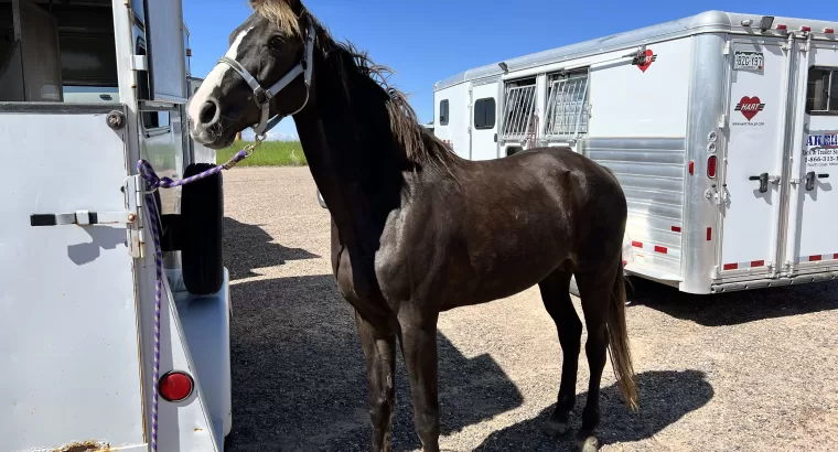 Sweet, Stunning, Tennessee Walker Mare ready to be your next trail companion!