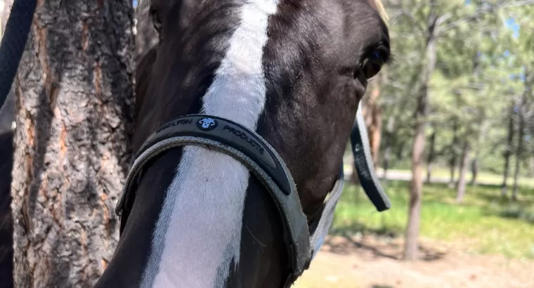 Sweet, Stunning, Tennessee Walker Mare ready to be your next trail companion!