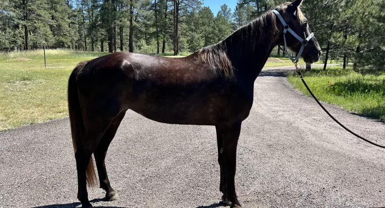 Sweet, Stunning, Tennessee Walker Mare ready to be your next trail companion!