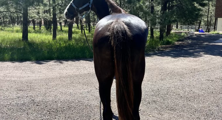 Sweet, Stunning, Tennessee Walker Mare ready to be your next trail companion!