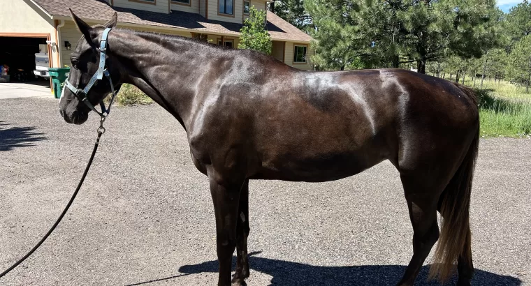 Sweet, Stunning, Tennessee Walker Mare ready to be your next trail companion!