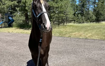 Sweet, Stunning, Tennessee Walker Mare ready to be your next trail companion!