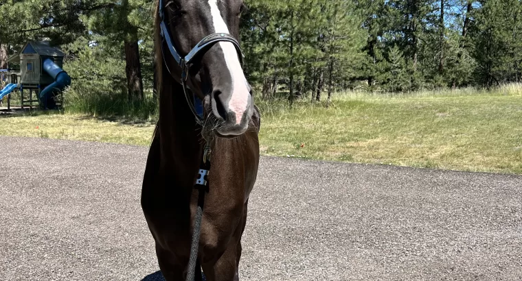 Sweet, Stunning, Tennessee Walker Mare ready to be your next trail companion!