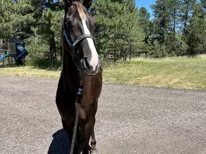 Sweet, Stunning TWH mare. Phenomenal trail horse
