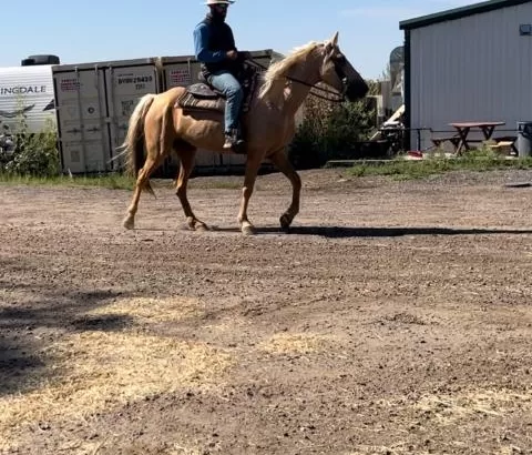 9 Y/O Kid Safe Palomino Tennessee Walking Horse Mare