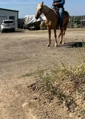 9 Y/O Kid Safe Palomino Tennessee Walking Horse Mare