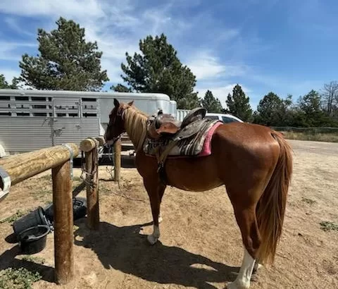 4 Year Old Red Roan Missouri Fox Trotter Gelding