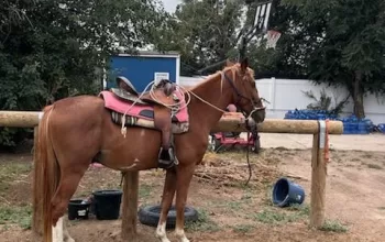 4 Year Old Red Roan Missouri Fox Trotter Gelding